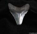 Nice Inch Megalodon Shark Tooth Fossil #69-1